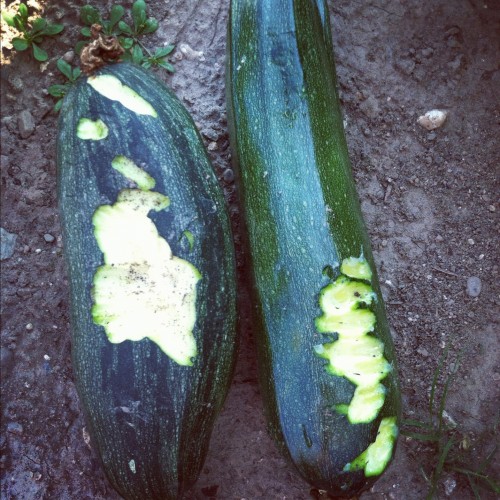 photo(12)